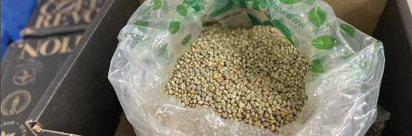 Small and unique: the Peaberry